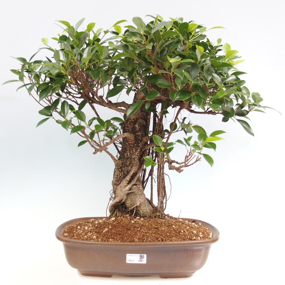 Bonsai da camera - Ficus kimmen - ficus a foglie piccole - SOLO RITIRO PERSONALE o trasporto su pallet