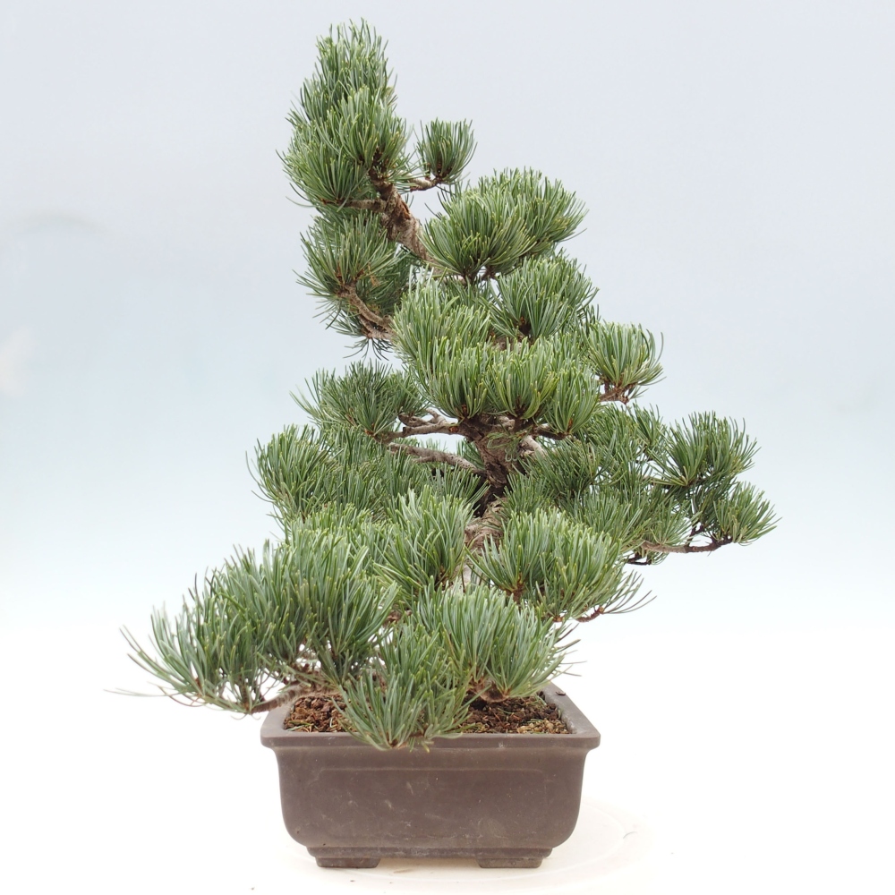 Bonsai da esterno - Pinus parviflora - Pinus parviflora