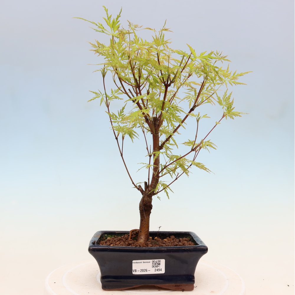 Bonsai da esterno - Acer palmatum Dissectum
