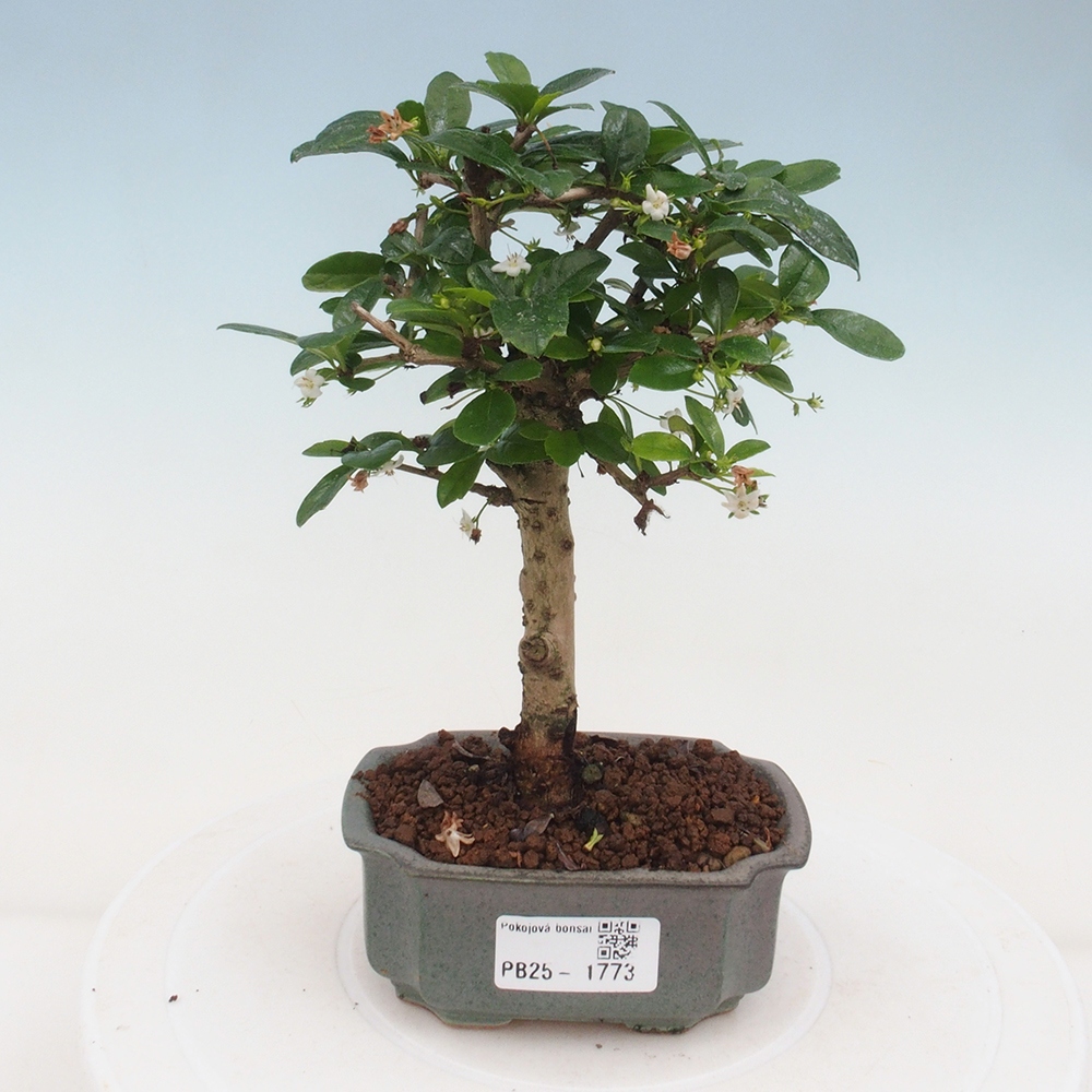 Camera bonsai - Carmona macrophylla - Tea fuki