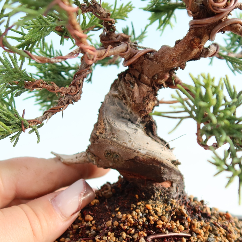 Bonsai da esterno - Juniperus chinensis Itoigawa