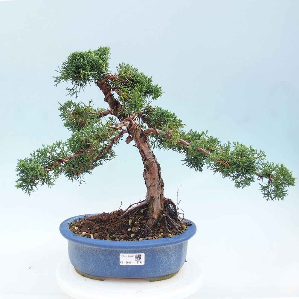 Bonsai da esterno - Juniperus chinensis Kishu