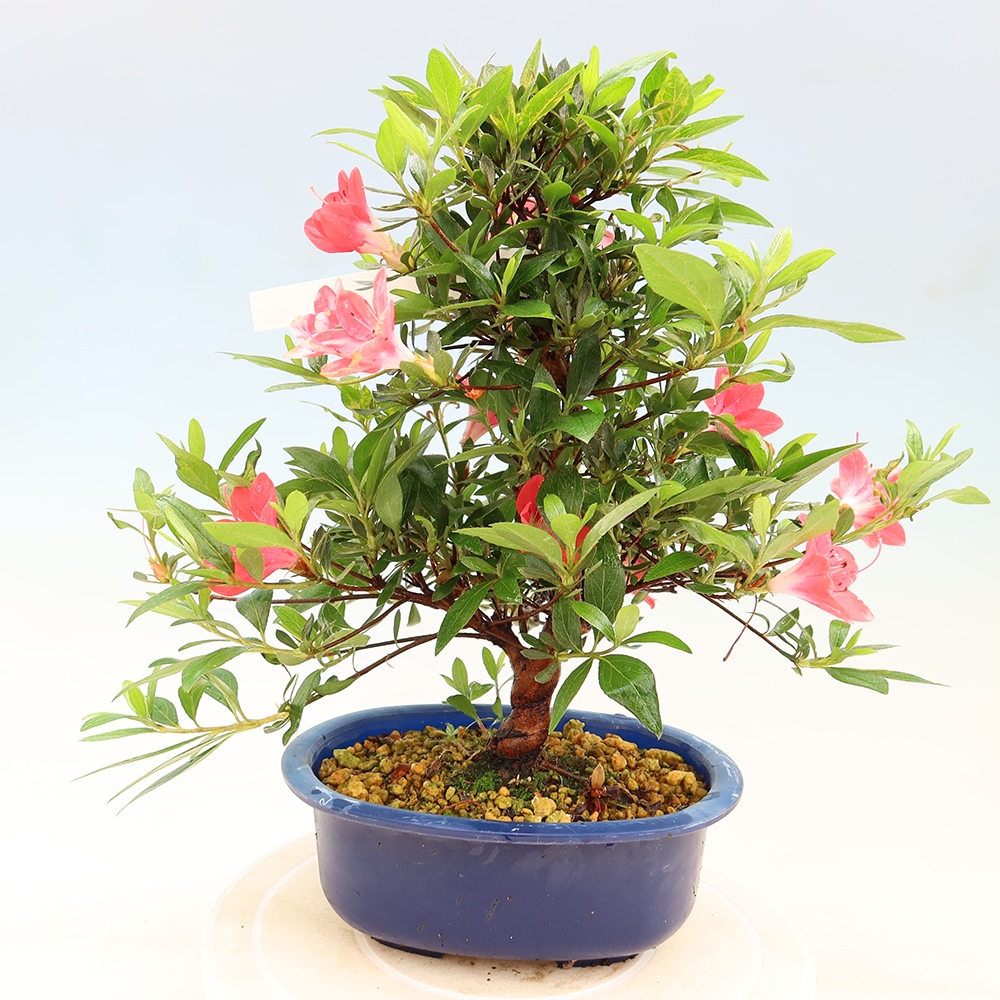 Bonsai da esterno - Azalea giapponese - Azalea Beniko