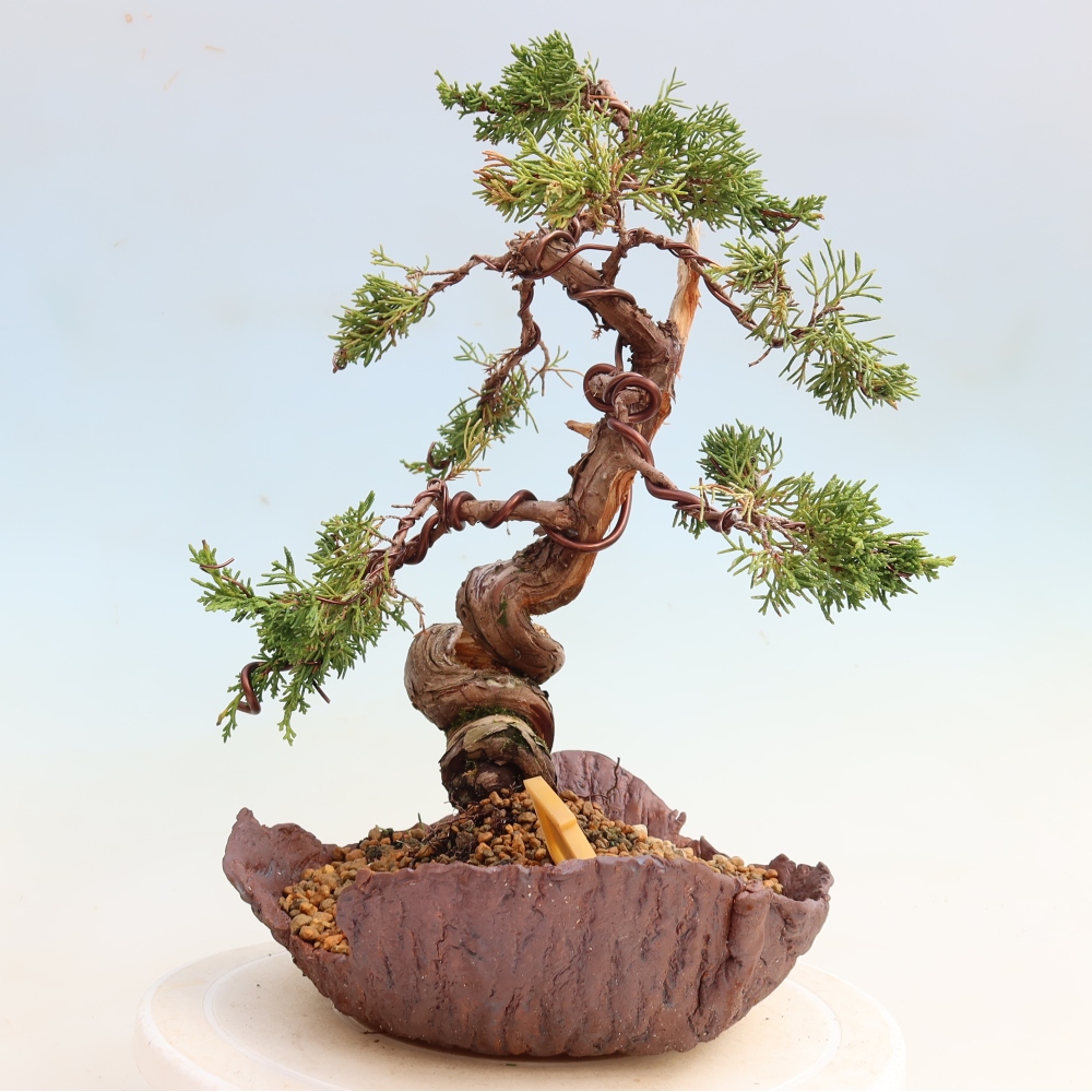 Bonsai da esterno - Juniperus chinensis Itoigawa-Juniperus chinensis