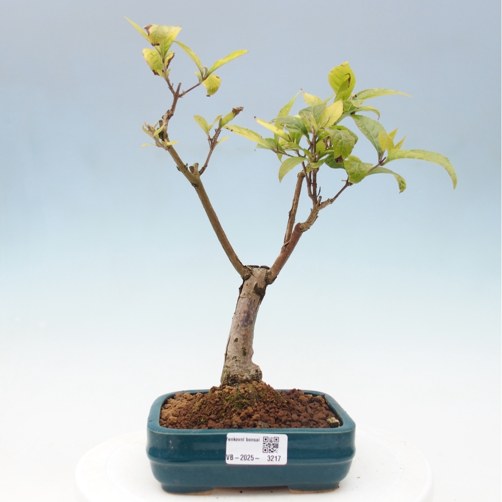 Bonsai da esterno - Callicarpa japonica