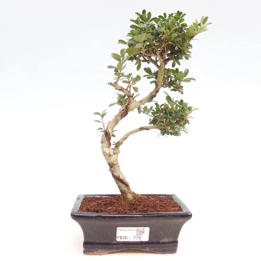 Camera bonsai - Ilex crenata - Agrifoglio