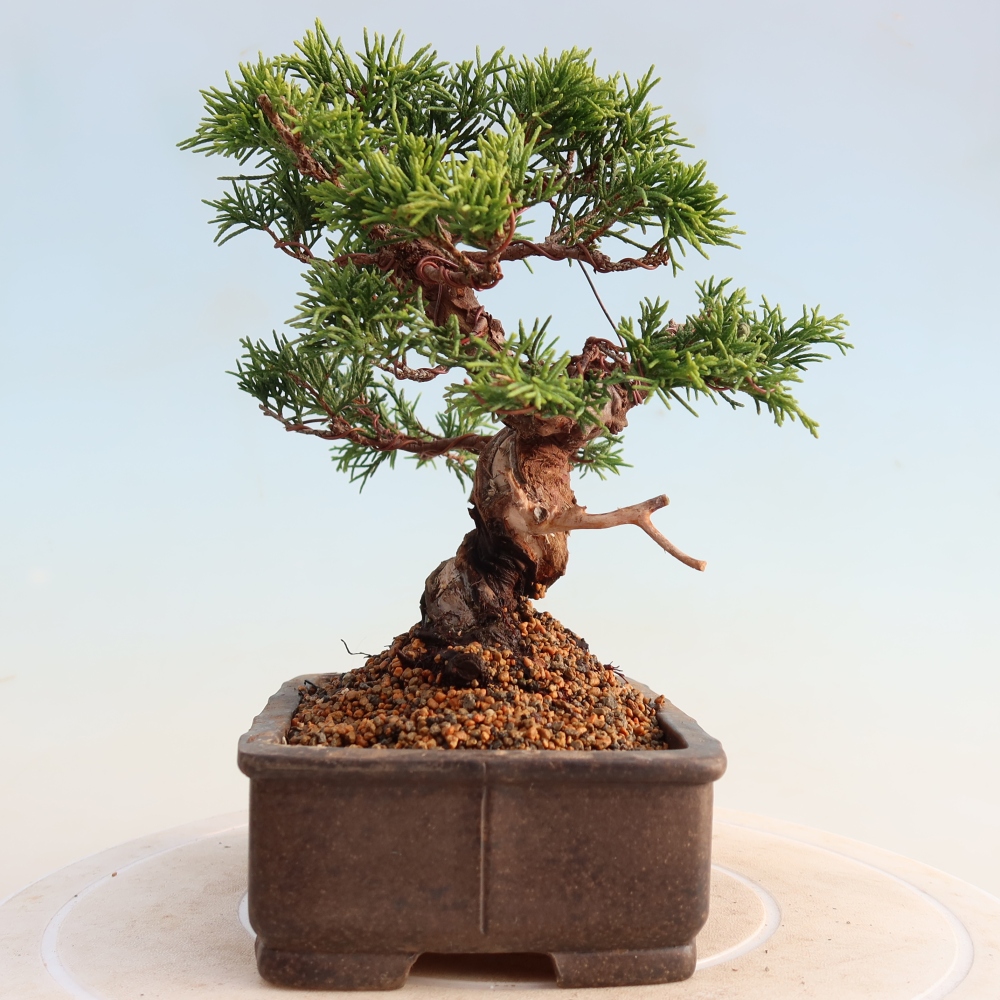 Bonsai da esterno - Juniperus chinensis Itoigawa
