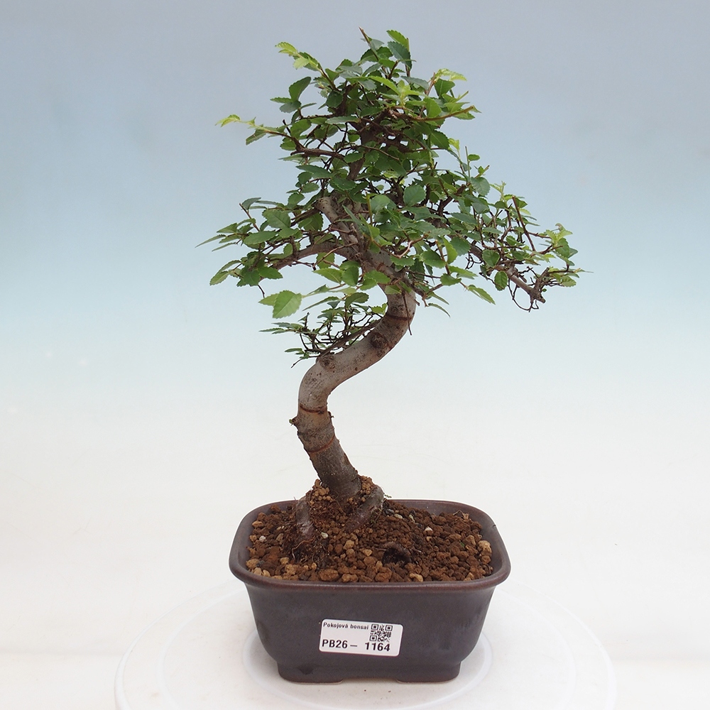 Camera bonsai - Ulmus parvifolia - Olmo a foglie piccole
