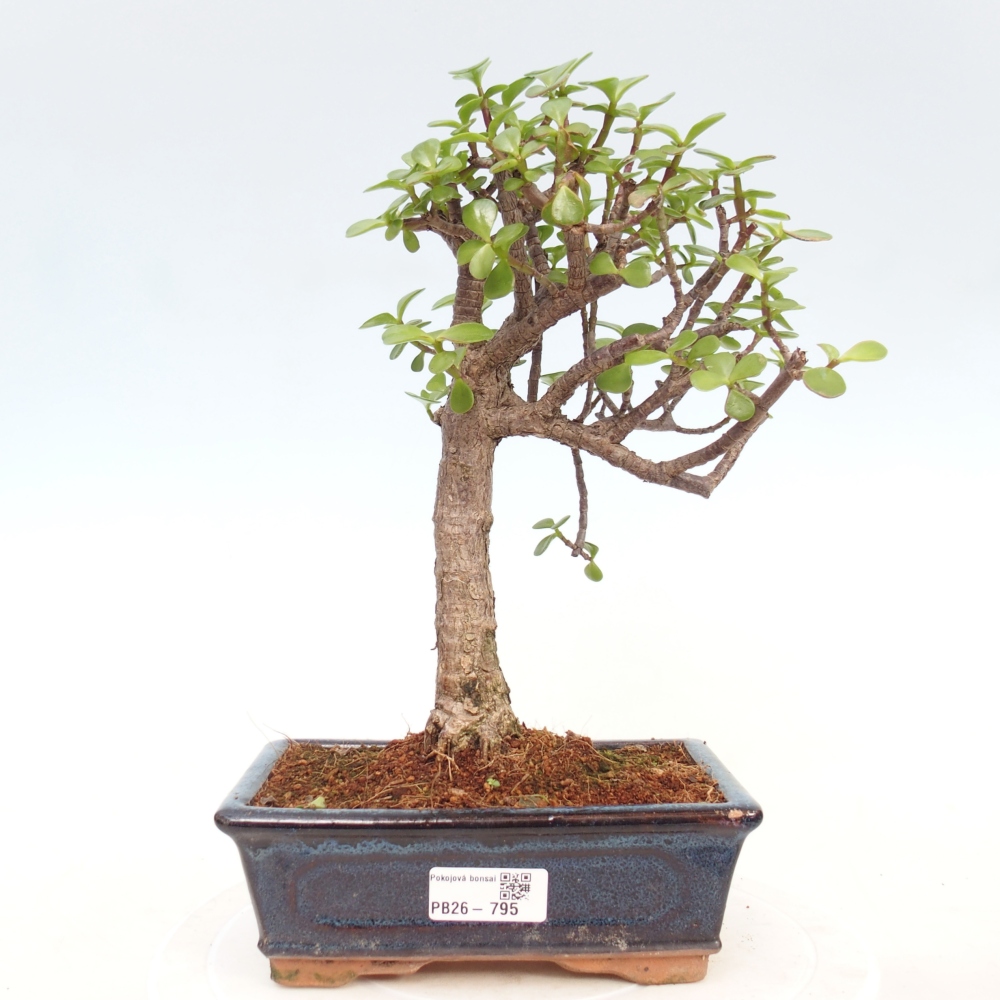 Camera bonsai - Portulakaria Afra - Tlustice