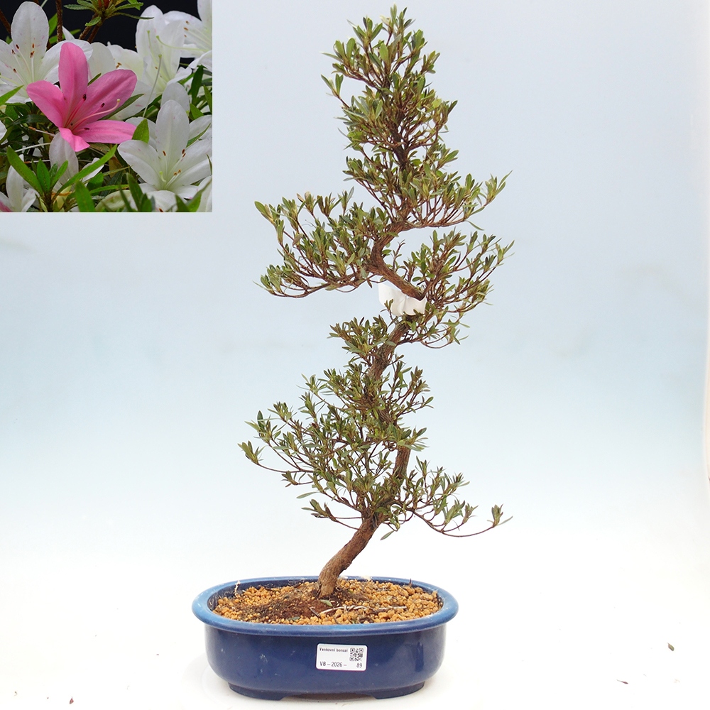 Bonsai da esterno - Azalea giapponese - Azalea Hakurin