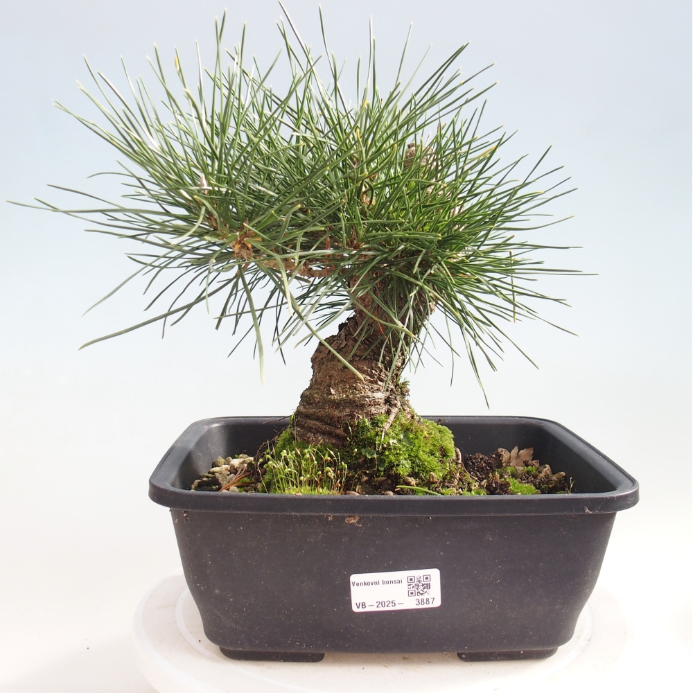Bonsai da esterno - Pinus thunbergii - Pino di Thunberg