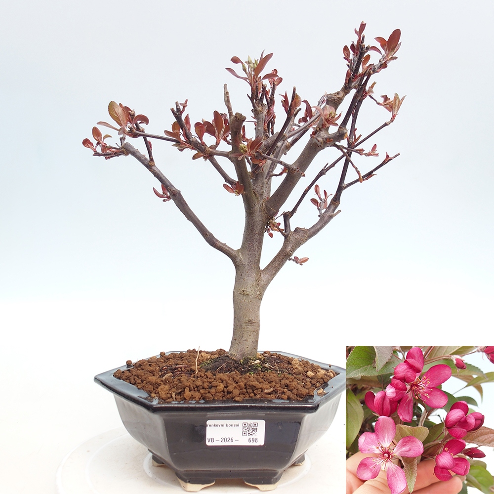 Bonsai da esterno -Malus domestica - Melo a piccoli frutti a foglie rosse