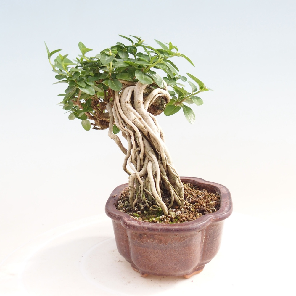 Bonsai da interno - Premna serratifolia - Kozlovna malolista