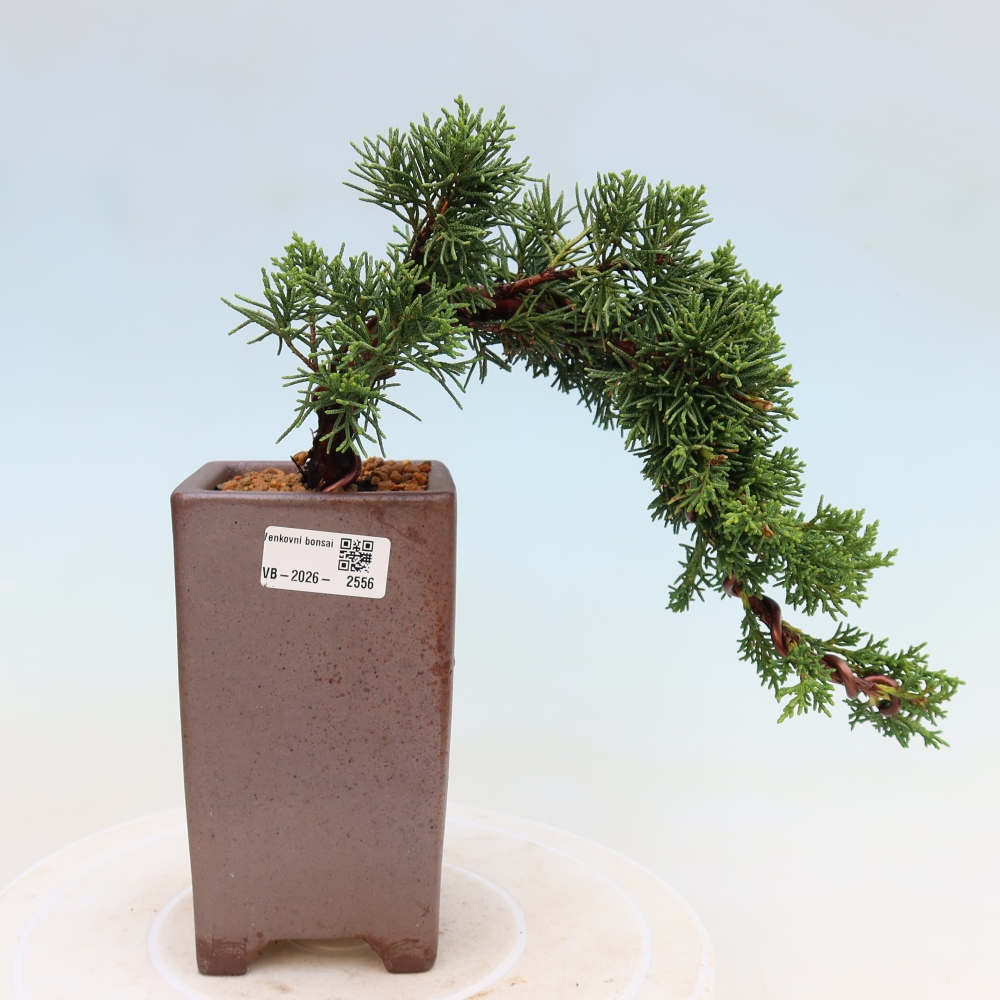 Bonsai da esterno - Juniperus chinensis Kishu