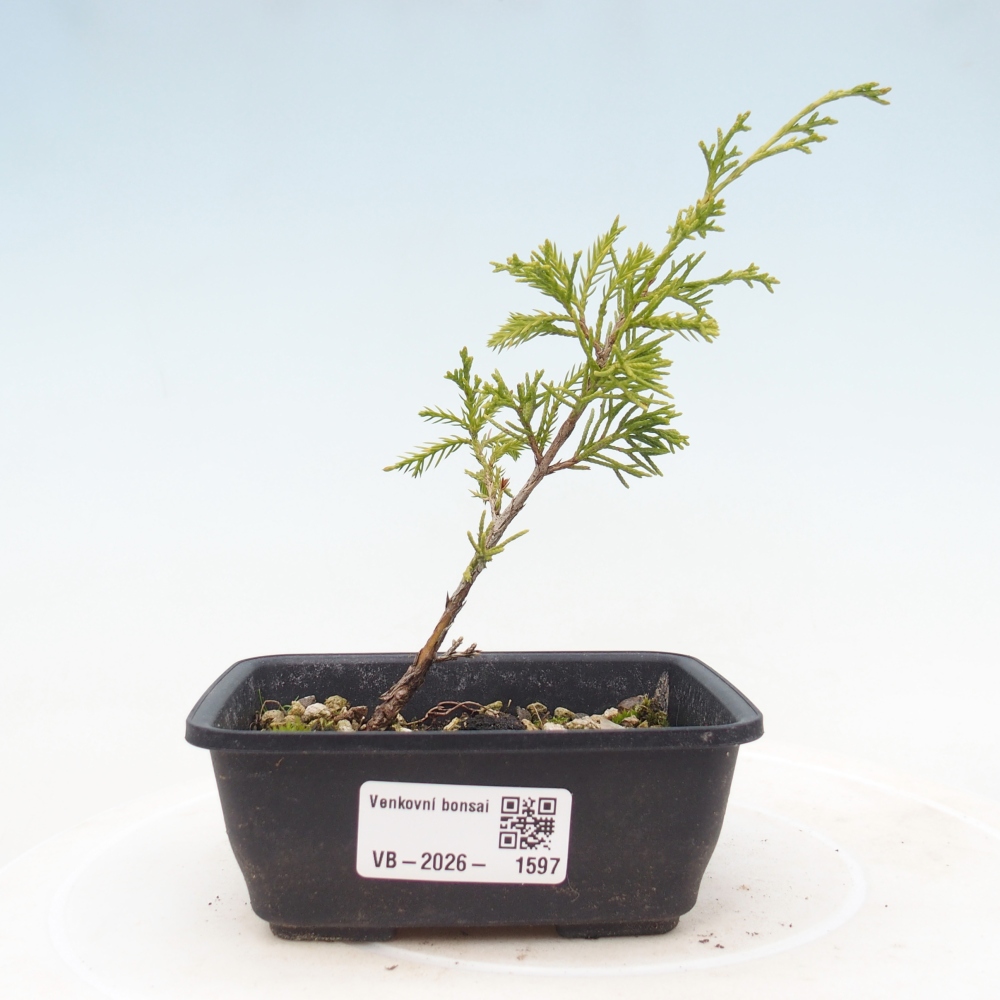 Bonsai da esterno - Juniperus chinensis Itoigawa