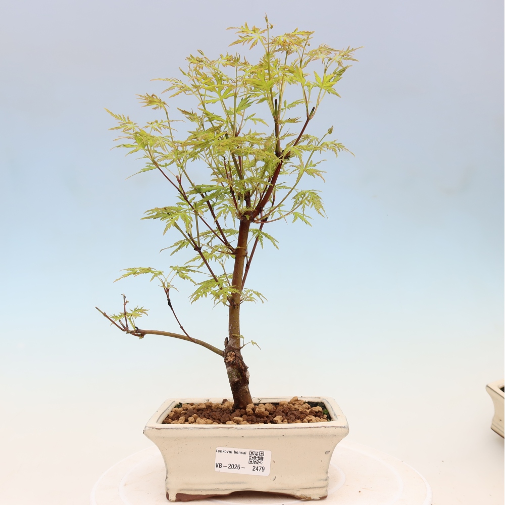 Bonsai da esterno - Acer palmatum Dissectum