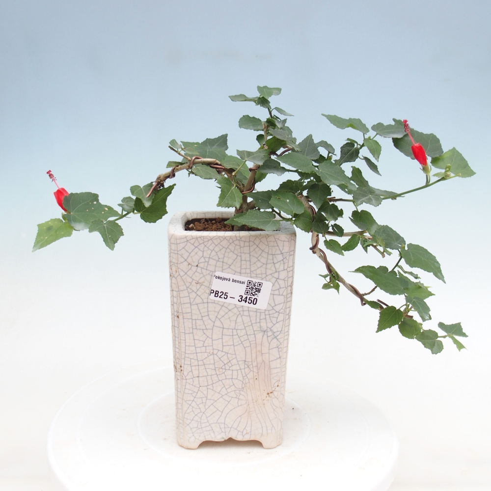 Bonsai da interno - Malvaviscus arboreus