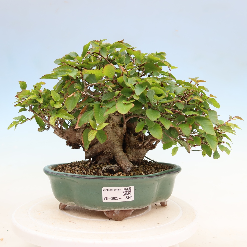 Bonsai da esterno -Carpinus Coreana - Carpino coreano