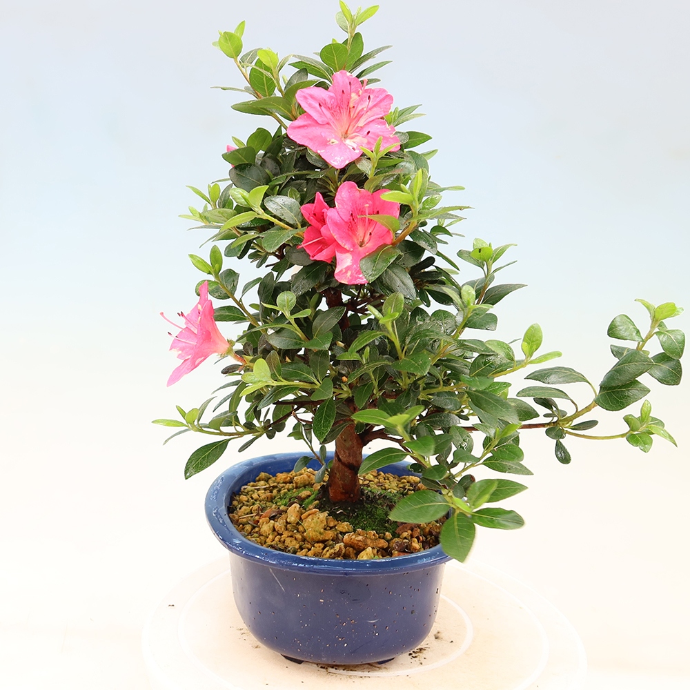 Bonsai da esterno - Azalea giapponese - Azalea Kobai