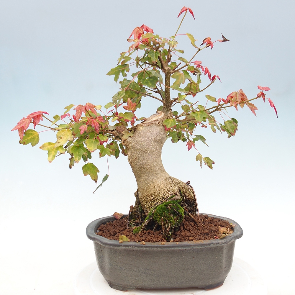 Bonsai da esterno - Acer Buergerianum - Acero di Burger