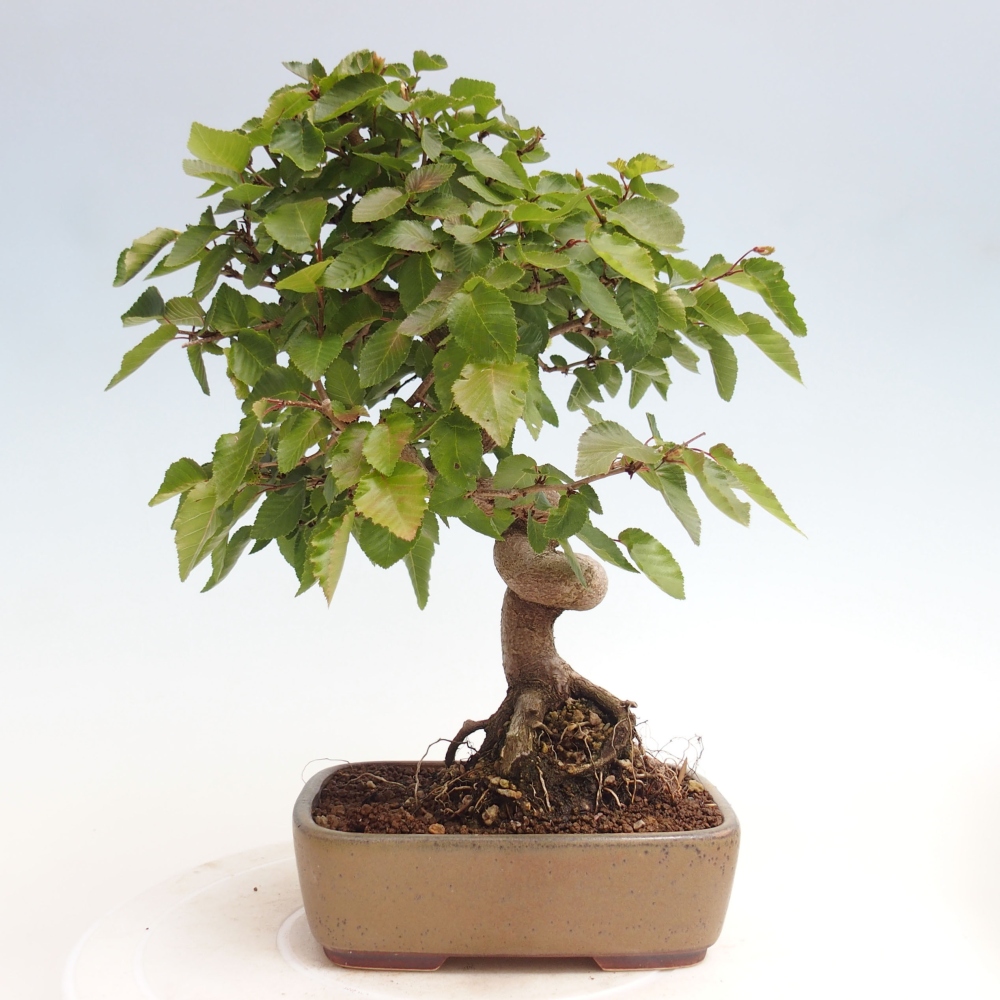 Bonsai da esterno -Carpinus CARPINOIDES - Carpino coreano