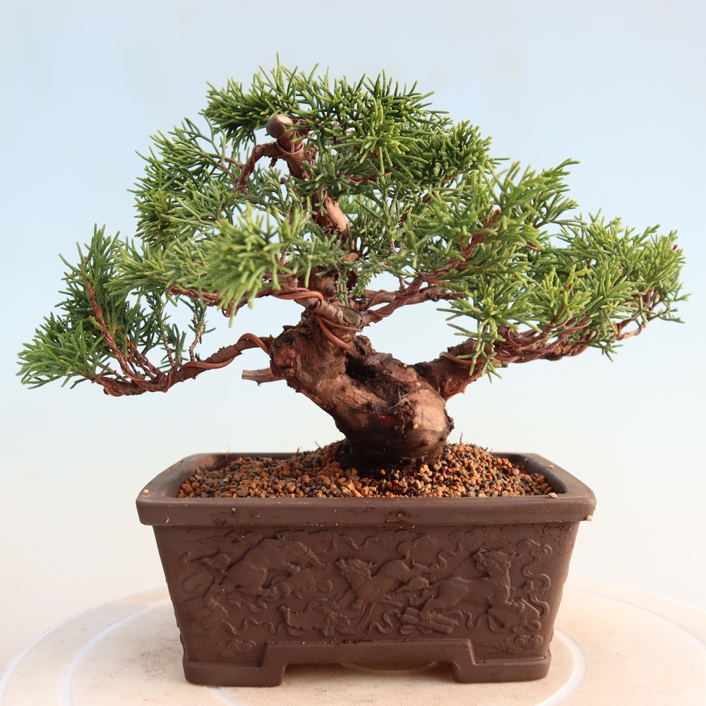 Bonsai da esterno - Juniperus chinensis Itoigawa