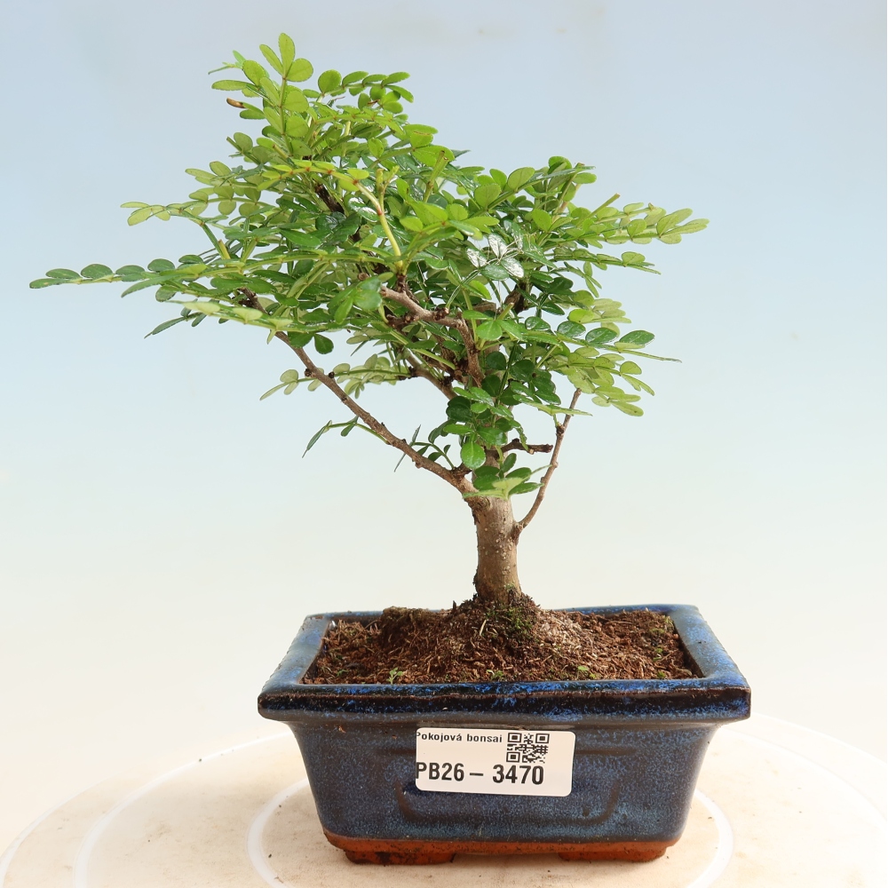 Camera bonsai - Zantoxylum piperitum - albero del pepe