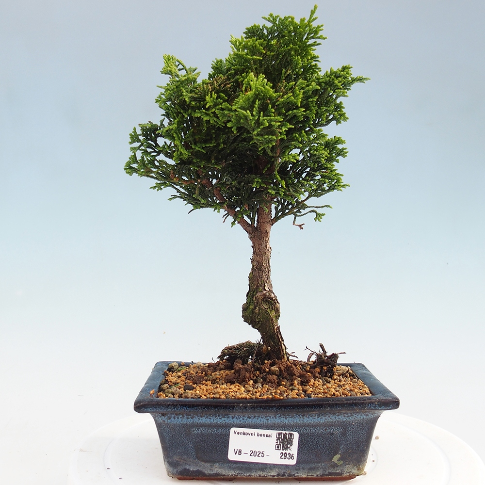 Bonsai da esterno - Cham.pis obtusa Nana Gracilis - Cipresso
