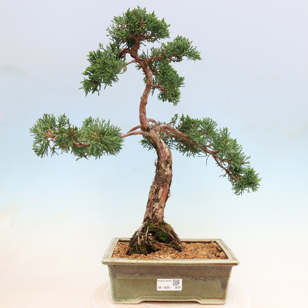 Bonsai da esterno - Juniperus chinensis Kishu