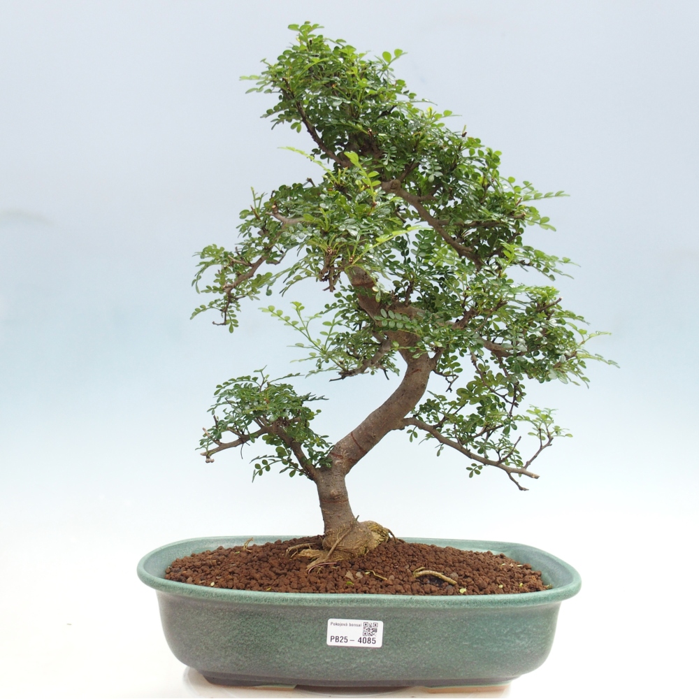 Camera bonsai - Zantoxylum piperitum - albero del pepe