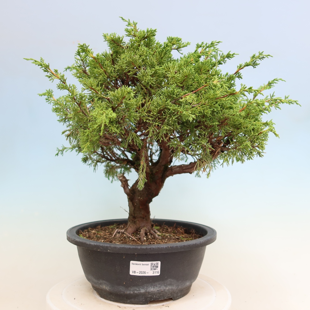 Bonsai da esterno - Juniperus chinensis Itoigawa-Juniperus chinensis