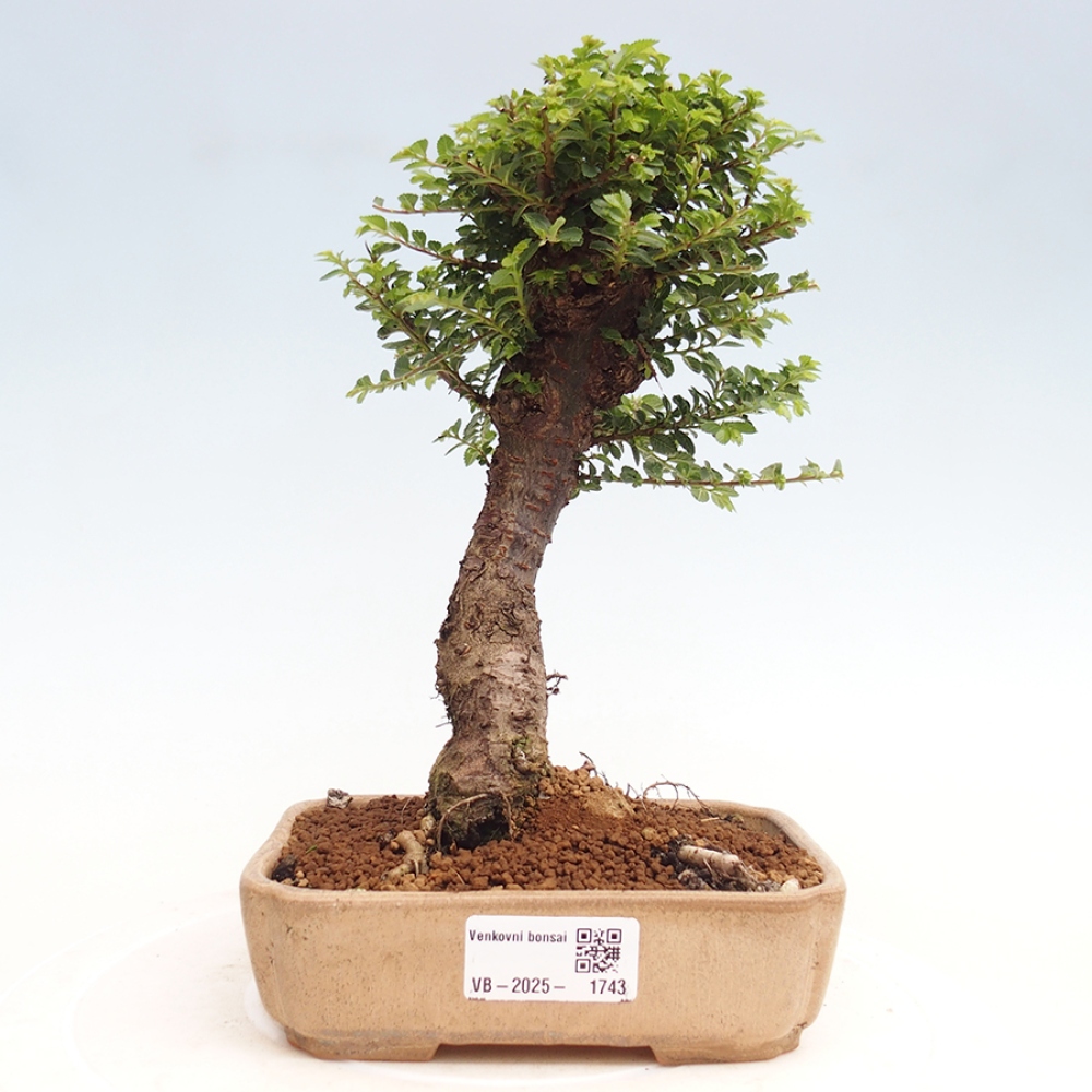 Bonsai da esterno - Ulmus parvifolia Hokkaido - Olmo cinese