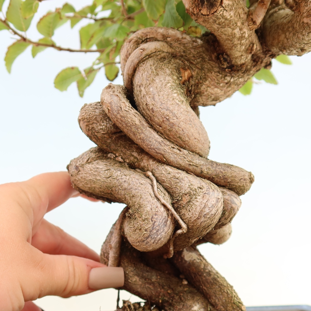Bonsai da esterno -Carpinus CARPINOIDES - Carpino coreano