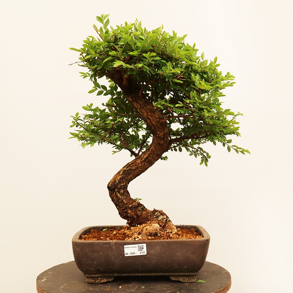 Bonsai da esterno - Zelkova - Zelkova NIRE