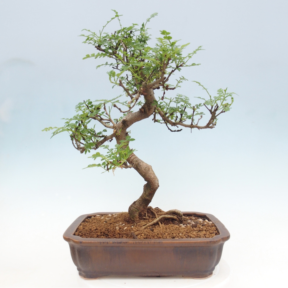 Camera bonsai - Zantoxylum piperitum - albero del pepe