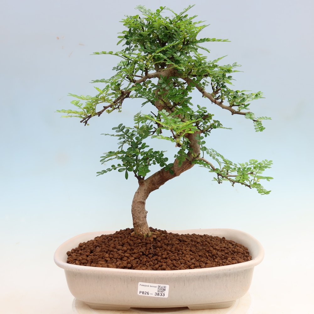 Camera bonsai - Zantoxylum piperitum - albero del pepe