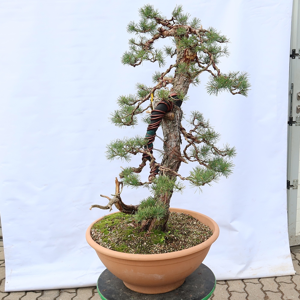 Pinus sylvestris Spagna - pino silvestre