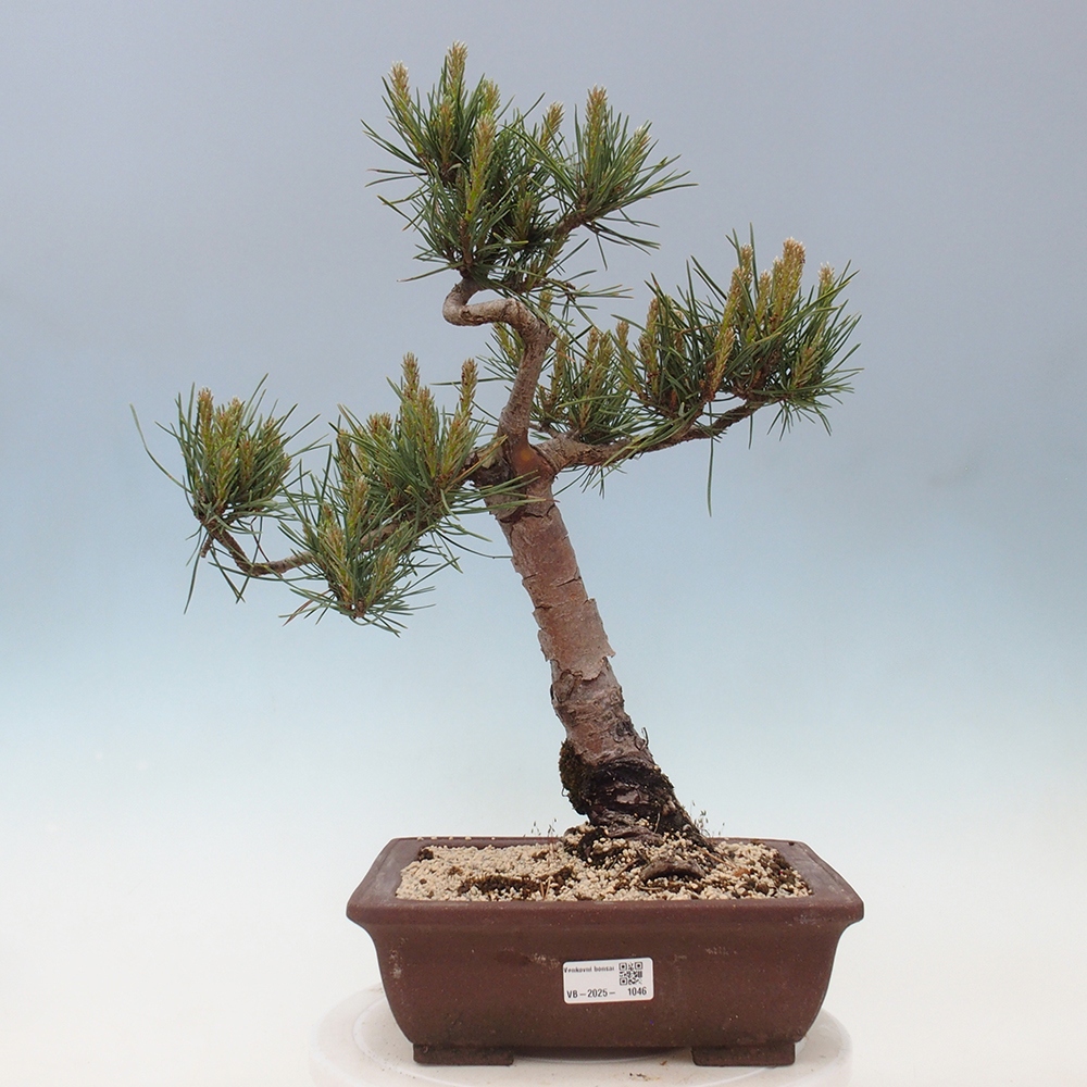 Bonsai da esterno - Pinus Sylvestris Watererri - Pino silvestre