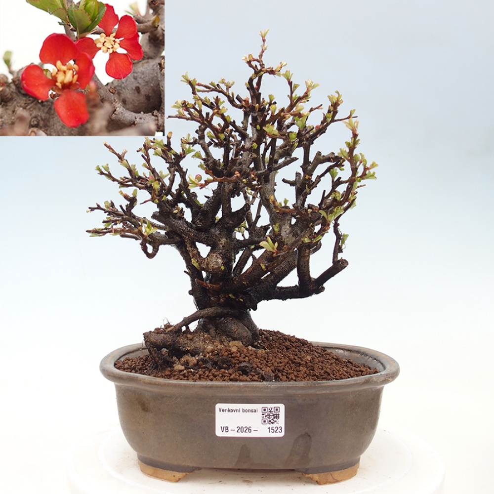 Bonsai da esterno - Chaneomeles speciosa - Cotogno