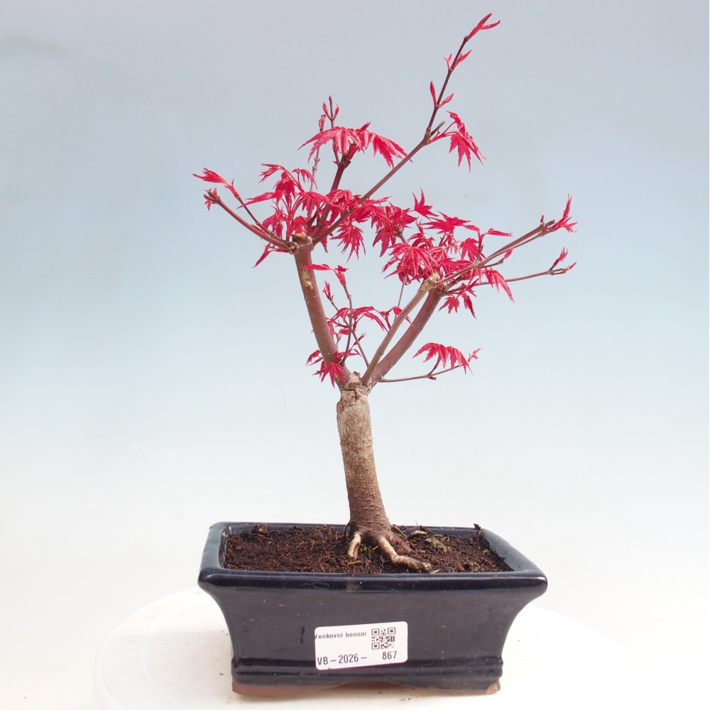 Bonsai da esterno - Acer palmatum DESHOJO