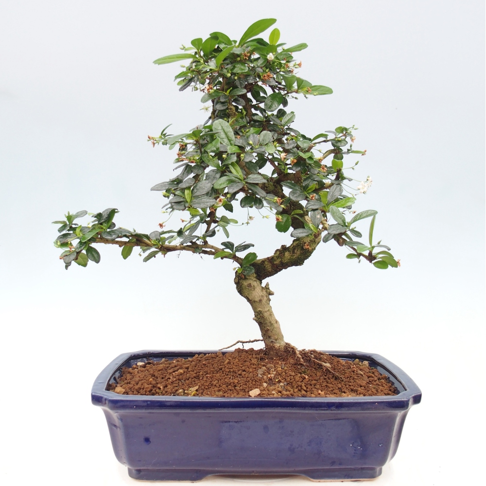 Camera bonsai - Carmona macrophylla - Tea fuki