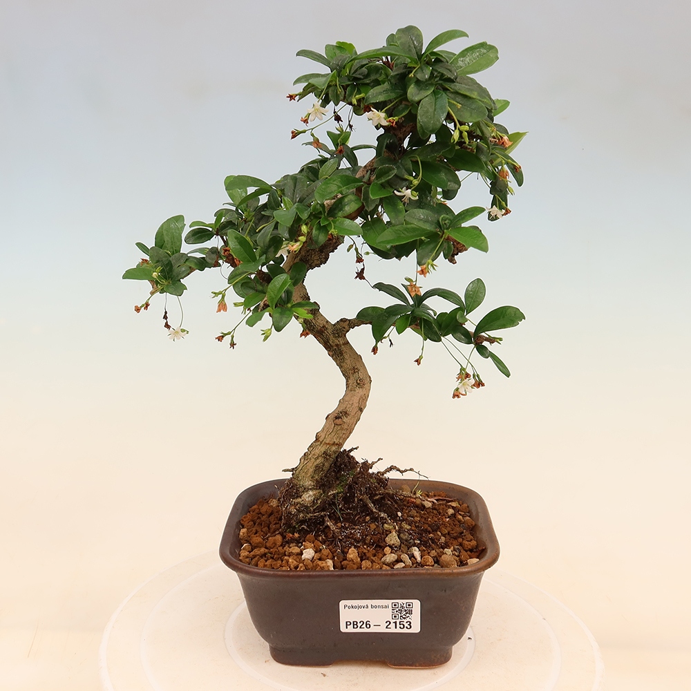 Camera bonsai - Carmona macrophylla - Tea fuki