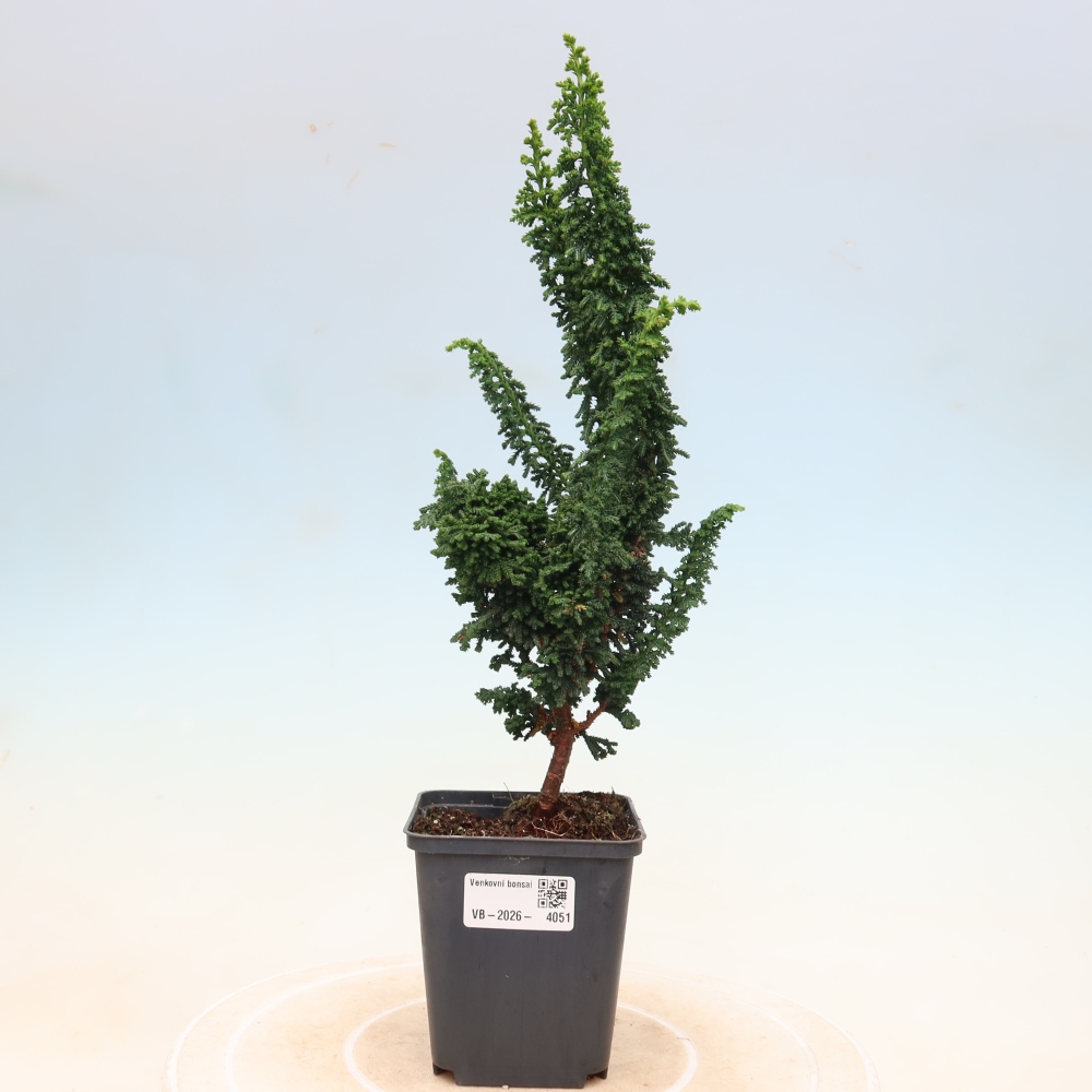 Bonsai da esterno - Cham. obtusa SEKKA HINOKI - Cipresso