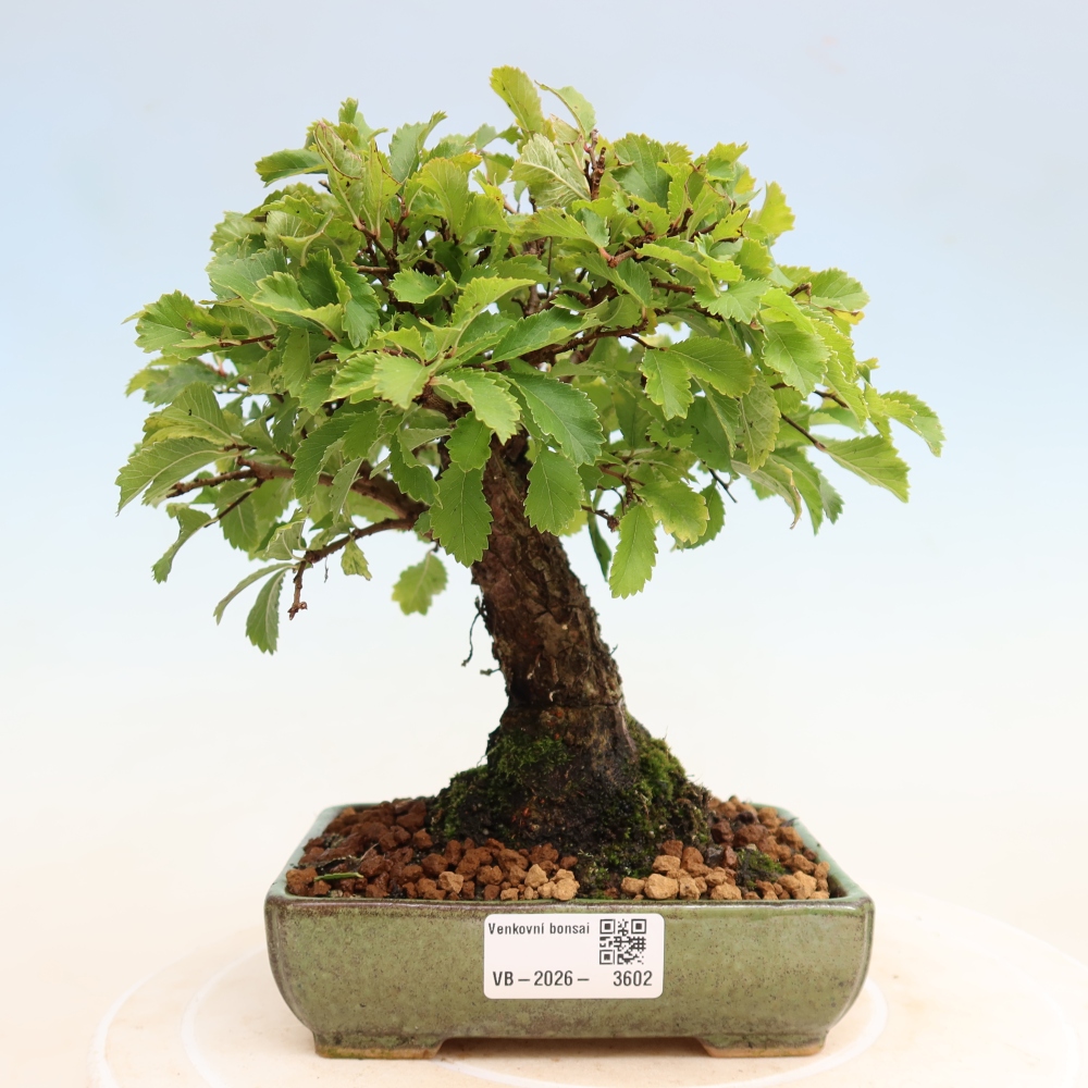 Bonsai da esterno - Zelkova - Zelkova NIRE