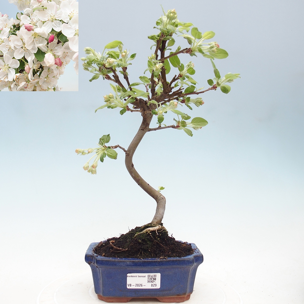 Bonsai da esterno -Malus halliana - Melo a frutto piccolo