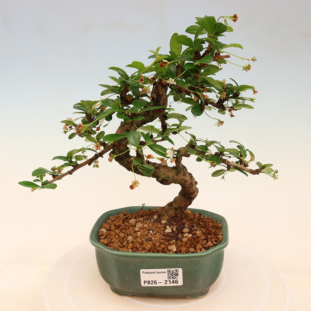 Camera bonsai - Carmona macrophylla - Tea fuki
