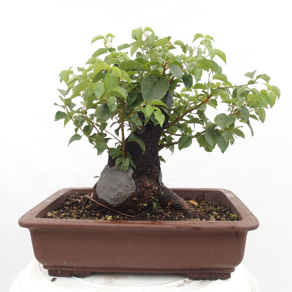 Bonsai da esterno - Mahalebka - Prunus mahaleb