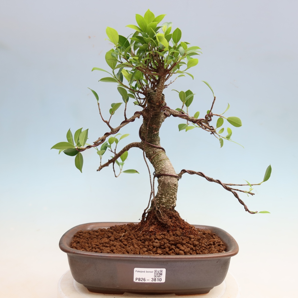 Camera bonsai - Ficus kimmen - ficus a foglie piccole