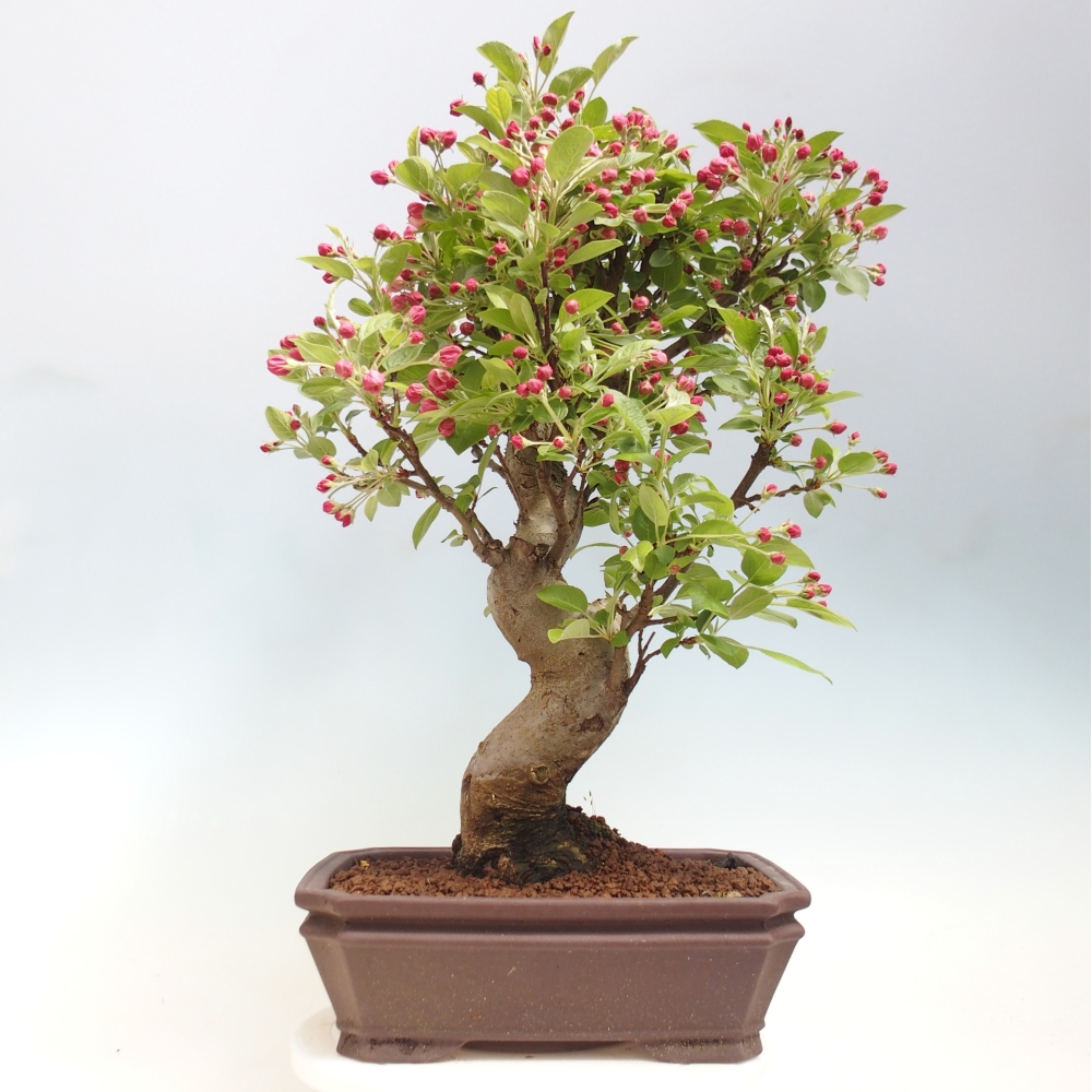 Bonsai da esterno -Malus halliana - Melo a frutto piccolo