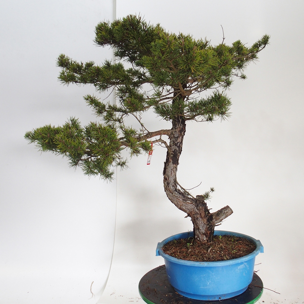 Yamadori - Pinus sylvestris Spagna